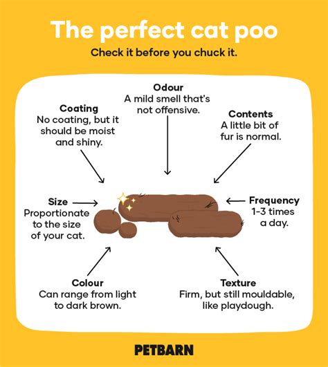 how many times a day does a cat poop|do older cats poop less.